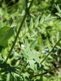 Polemonium caucasicum