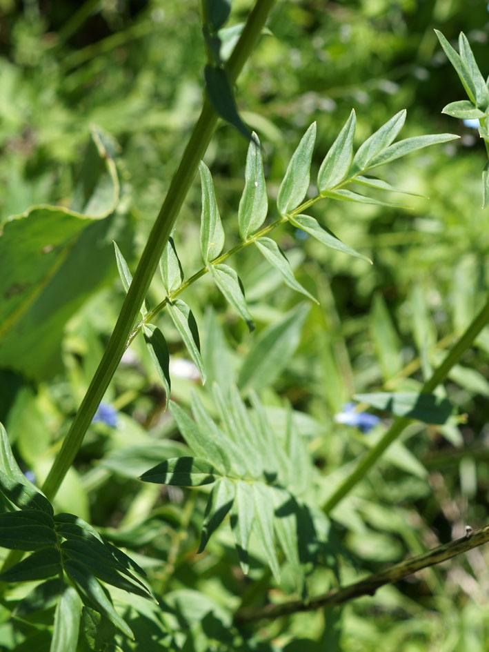 Изображение особи Polemonium caucasicum.