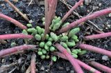 Euphorbia cyparissias