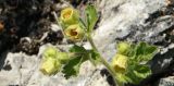 Potentilla geoides. Верхушка цветущего растения. Горный Крым, Главная гряда, Ай-Петринская яйла. 03.05.2016.