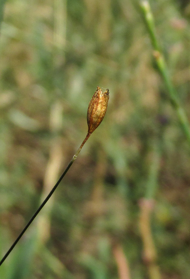 Изображение особи Psammophiliella muralis.