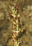 Artemisia lercheana