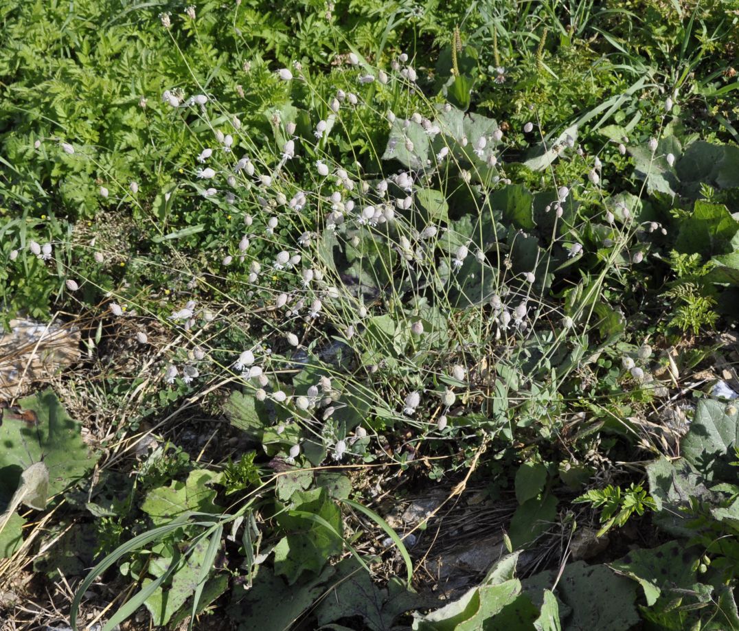 Изображение особи Oberna fabarioides.