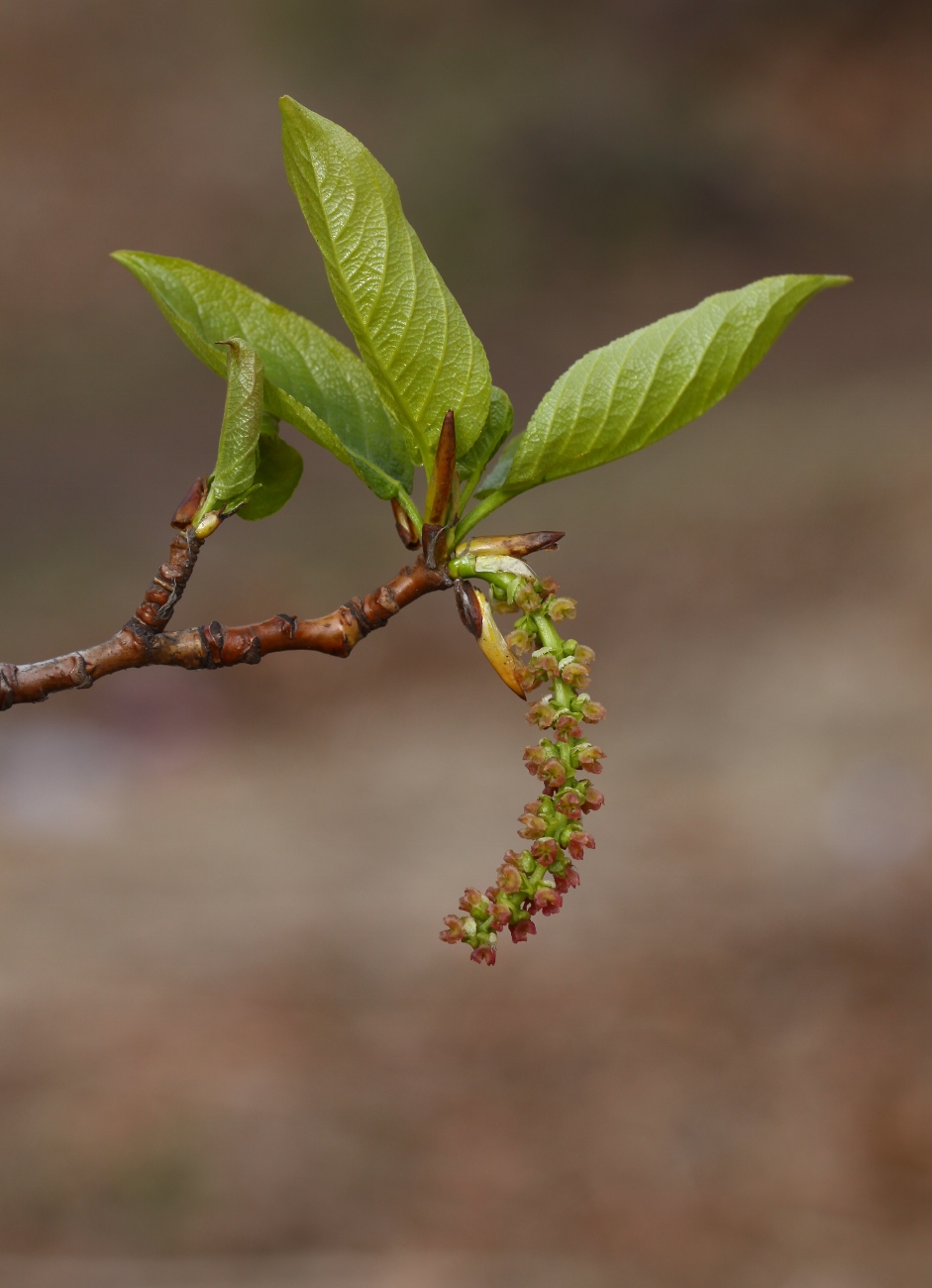 Изображение особи Populus suaveolens.