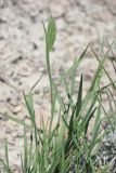 Agropyron pinifolium