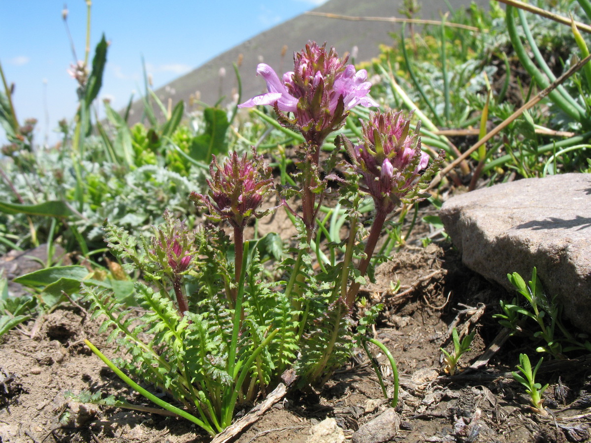 Изображение особи Pedicularis korolkowii.