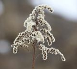 Solidago canadensis