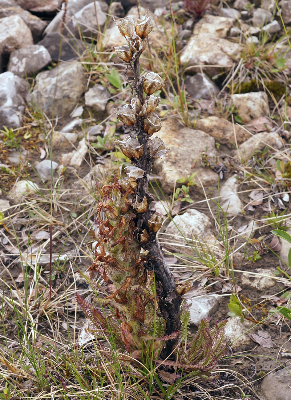 Image of Pedicularis alopecuroides specimen.