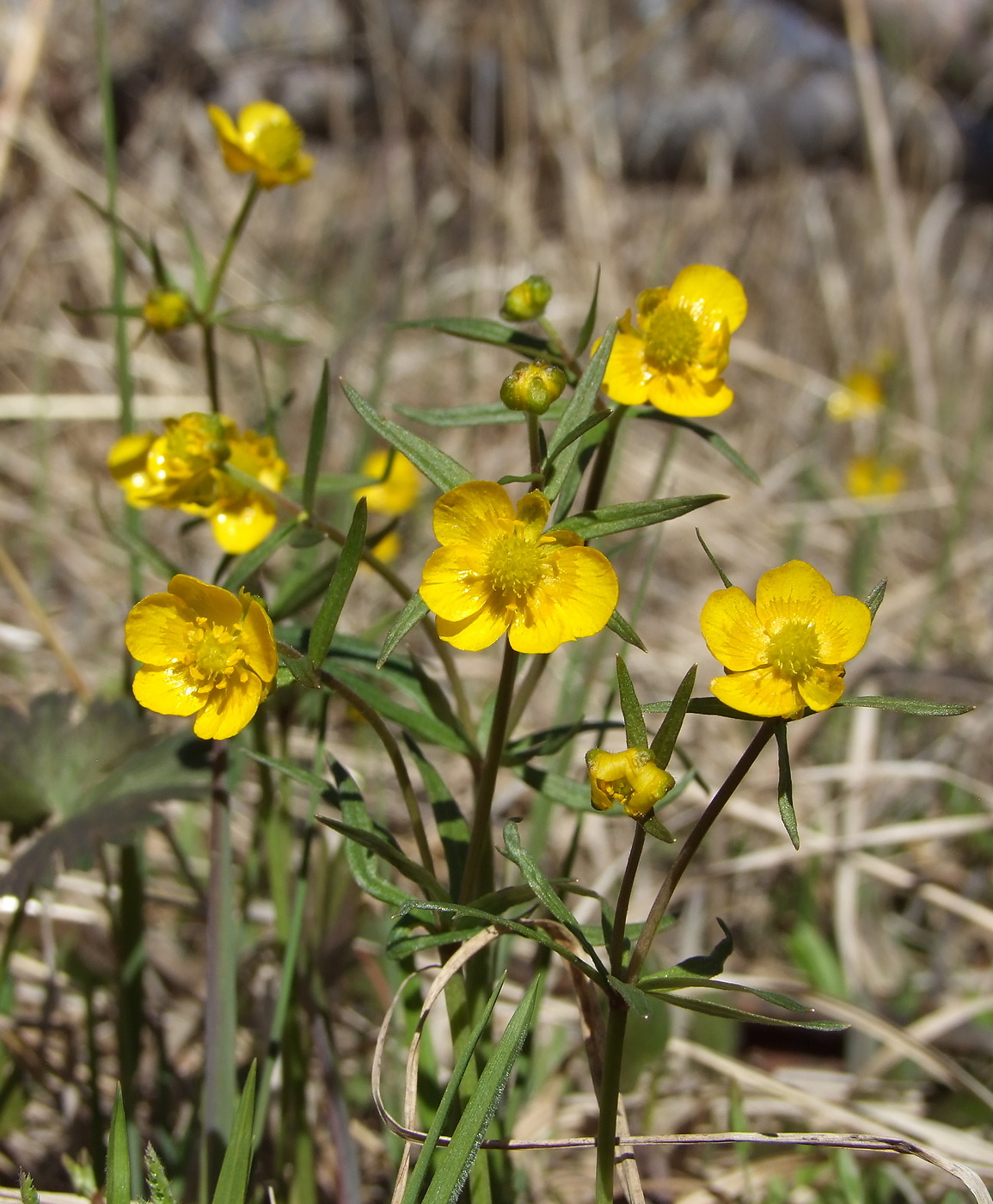 Изображение особи Ranunculus monophyllus.