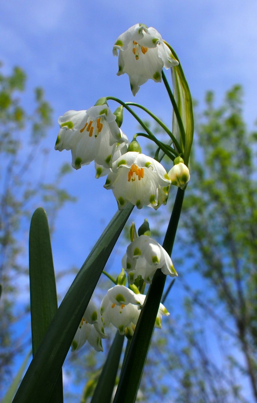 Изображение особи Leucojum aestivum.