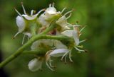 Sorbus torminalis. Соцветие. Республика Адыгея, Майкопский р-н, ок. 5 км восточнее ст. Даховская, хребет Скалистый (Уна-Коз), лиственный лес, у грунтовой дороги. 05.05.2018.