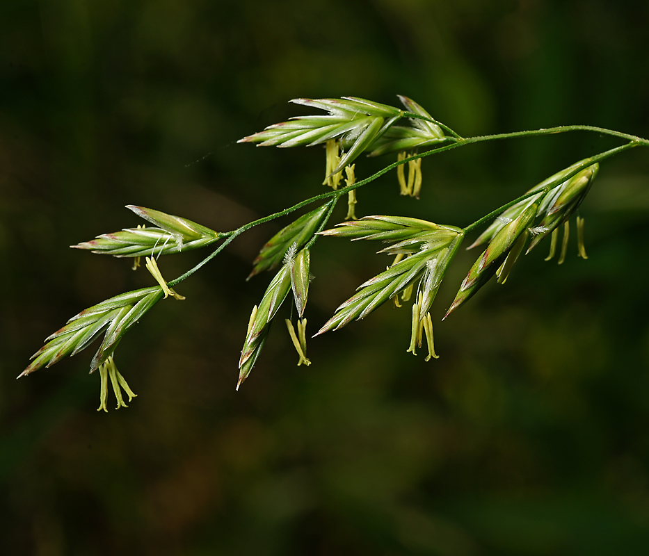 Изображение особи Festuca pratensis.