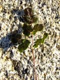 Thalictrum alpinum. Лист. Магаданская обл., окр. г. Магадан, п-ов Старицкого, кустарничково-моховая тундра. 08.06.2012.