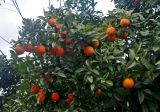 Citrus sinensis. Часть кроны плодоносящего дерева. Турция, Чиралы, в культуре. 02.01.2019.