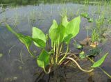 Alisma plantago-aquatica