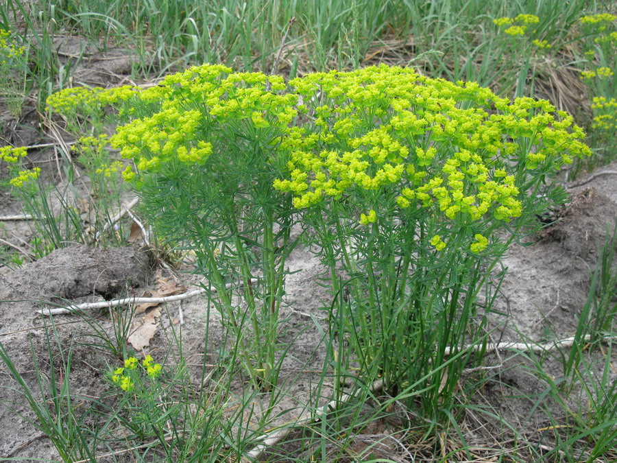 Изображение особи Euphorbia cyparissias.