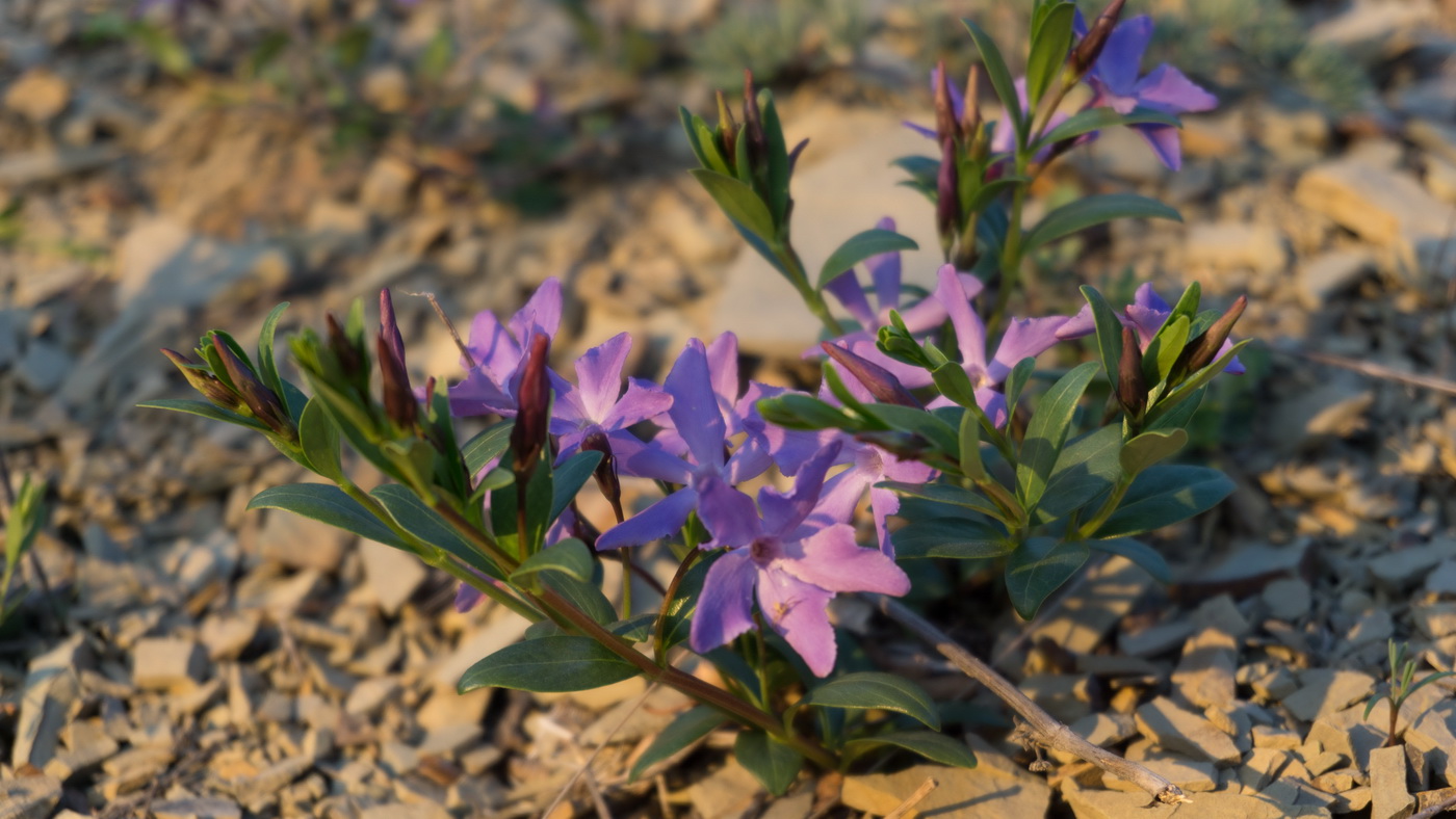 Изображение особи Vinca herbacea.