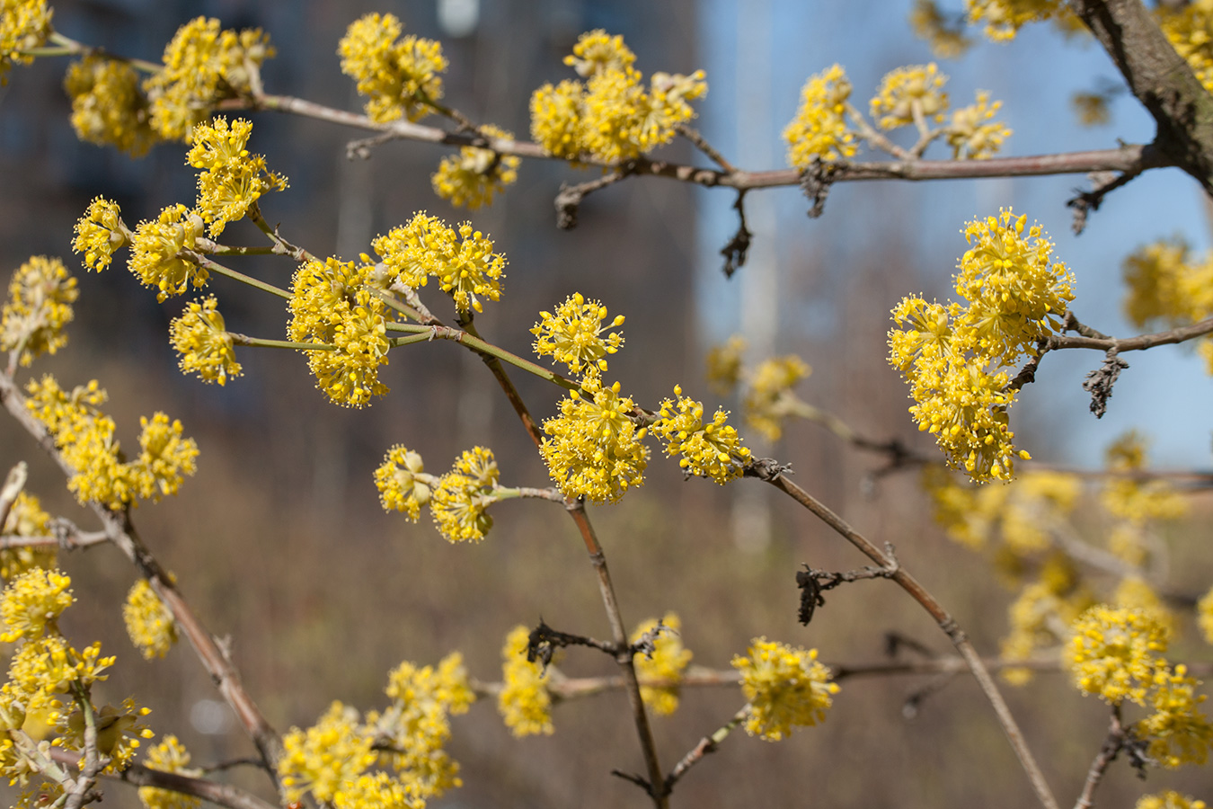 Изображение особи Cornus mas.