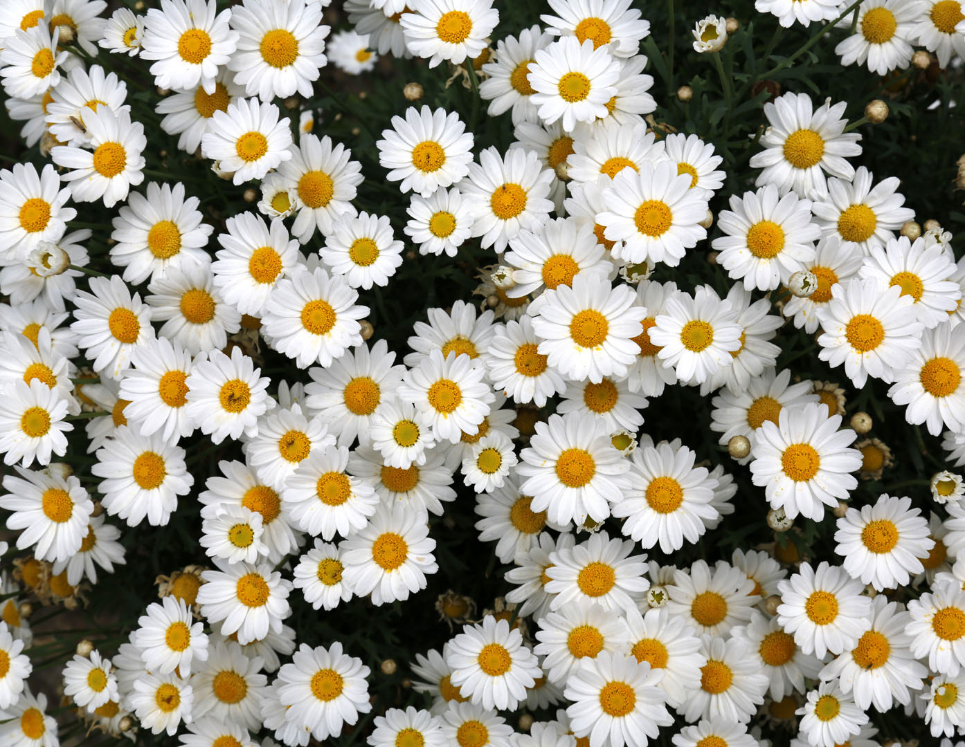 Изображение особи Argyranthemum frutescens.