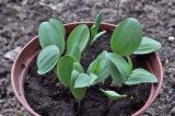 Fritillaria pallidiflora