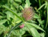 Trifolium pratense. Соцветие и лист. Сахалинская обл., Холмский р-н, перегон 77 км - Николайчук, около насыпи. 13.08.2019.