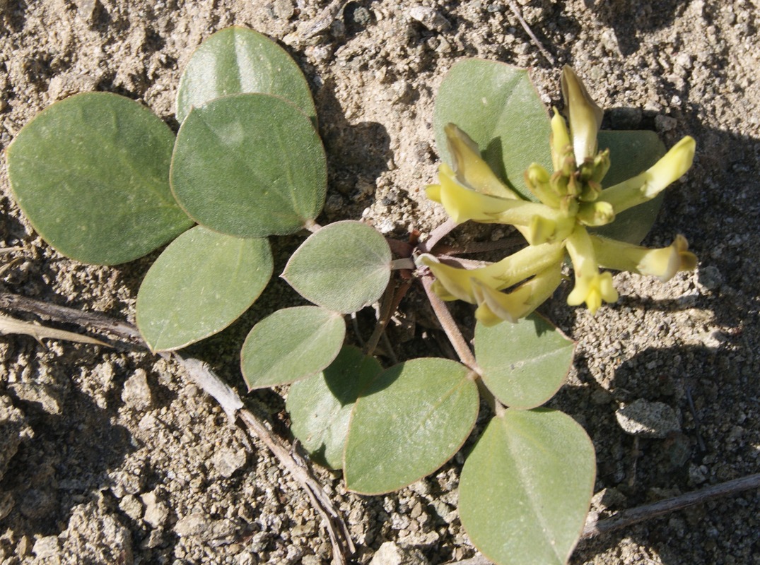 Изображение особи Astragalus candolleanus.