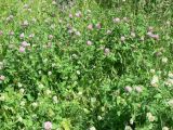 Trifolium pratense