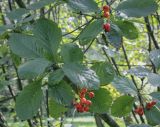 Sorbus colchica. Плоды и листья. Москва, ГБС РАН, дендрарий. 30.08.2021.