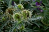 Cirsium ciliatum. Верхушка побега с развивающимися соцветиями. Ингушетия, Джейрахский р-н, перевал Цей-Лоам, ≈ 2200 м н.у.м., луговой склон. 24.07.2022.