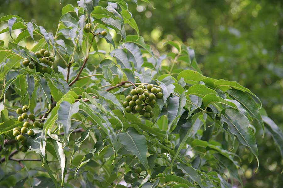 Изображение особи Phellodendron amurense.