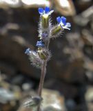 Myosotis ramosissima. Верхняя часть соцветия. Южный берег Крыма. окр. пгт Гурзуф. 14.05.2007.