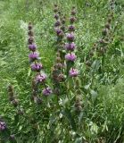 Phlomoides tuberosa