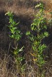 Artemisia verlotiorum