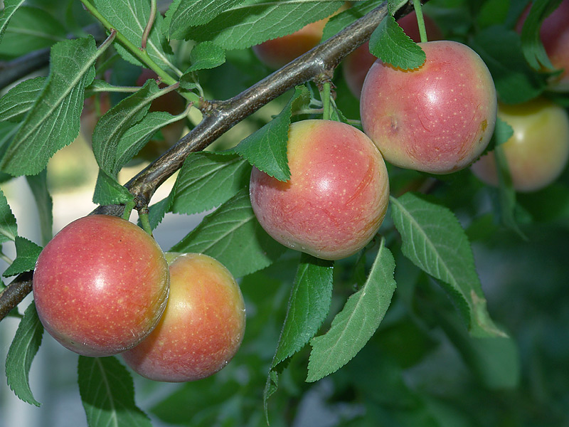 Изображение особи Prunus cerasifera.