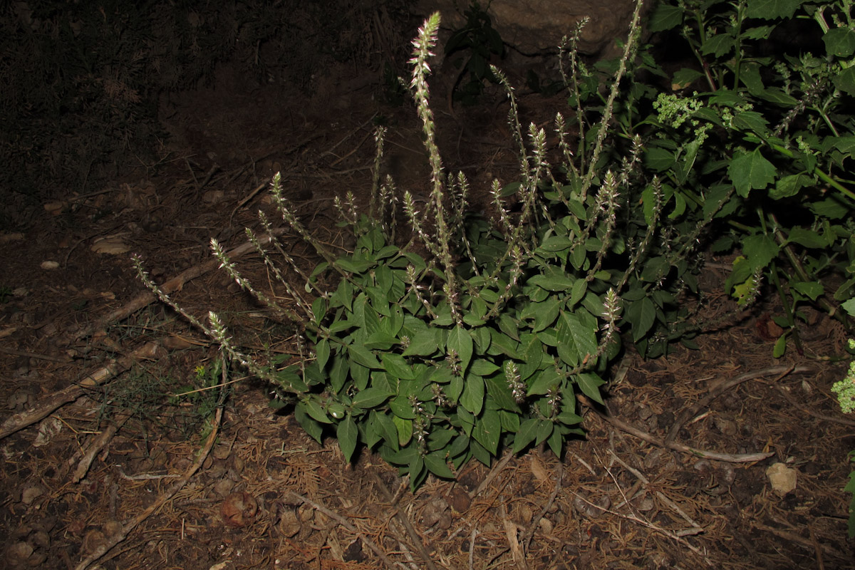 Изображение особи Achyranthes aspera var. sicula.