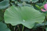 Nelumbo komarovii