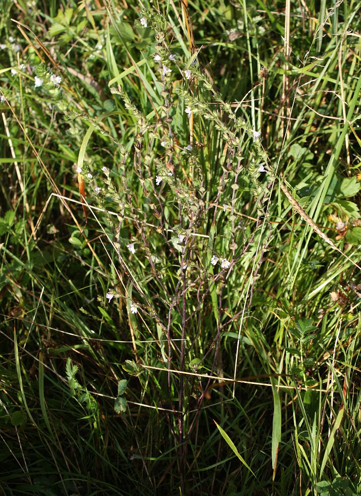 Изображение особи Euphrasia brevipila.