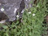 Arenaria deflexa. Цветущее растение. Israel, Upper Galilee, Mount Peki'in. 18.05.2006.