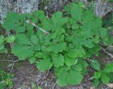 Quercus crispula