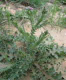 Carduus beckerianus. Цветущее растение с кормящимися на нём гусеницами. Израиль, Северный Негев, лес Лаав. 05.03.2013.
