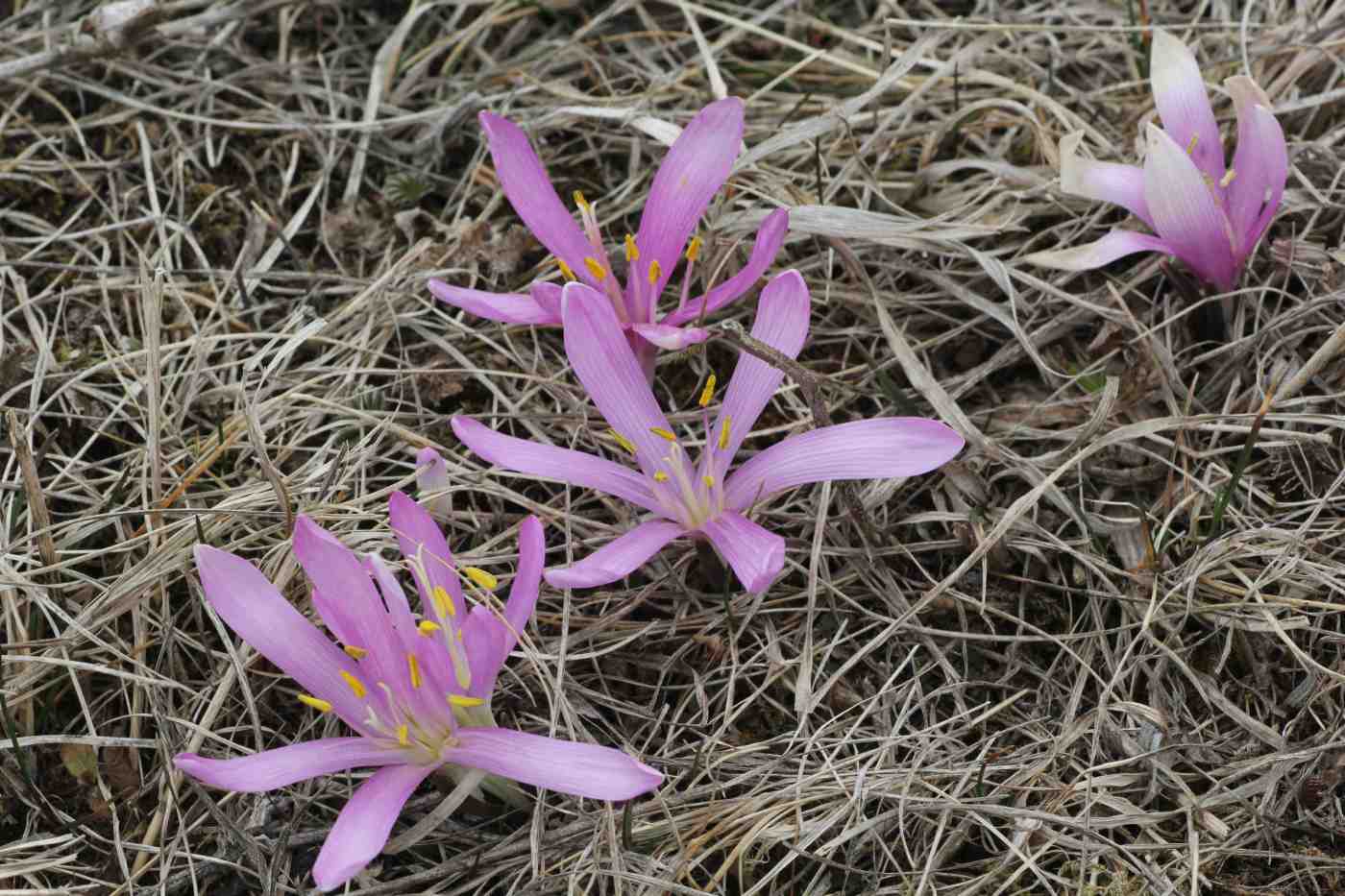 Image of Merendera trigyna specimen.