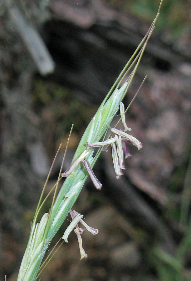 Изображение особи Elytrigia strigosa.