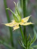 Nigella ciliaris