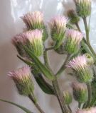 Erigeron acris