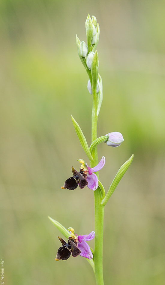 Изображение особи Ophrys oestrifera.