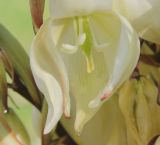 Yucca gloriosa. Цветок (вторичное цветение). Черноморское побережье Кавказа, г. Новороссийск, в культуре. 8 декабря 2013 г.