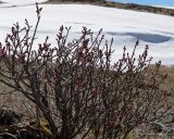 Daphne mezereum. Расцветающее растение. Краснодарский край, плато Лагонаки. 28.04.2013.