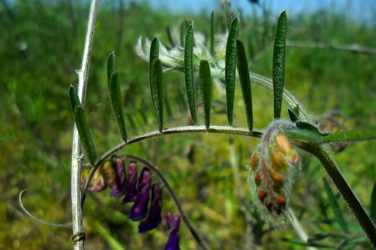 Изображение особи Vicia villosa.