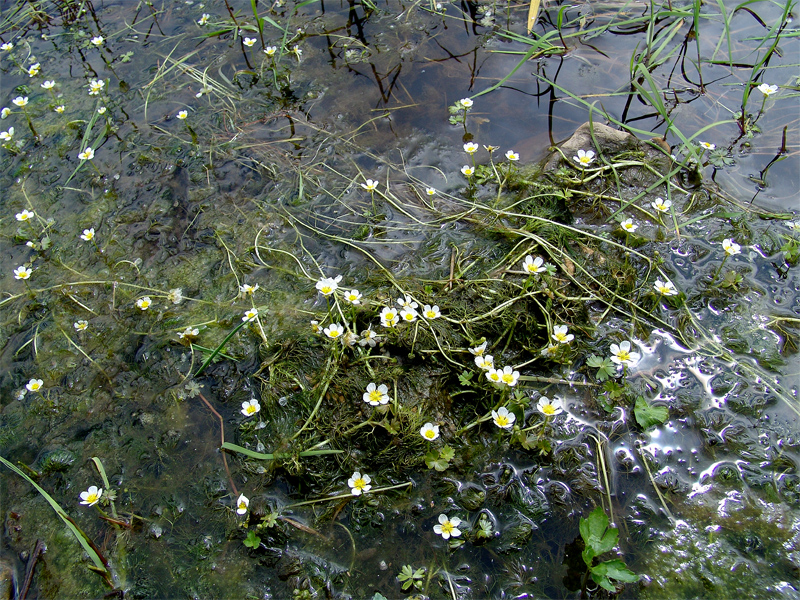 Изображение особи Ranunculus aquatilis.
