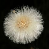 Tussilago farfara